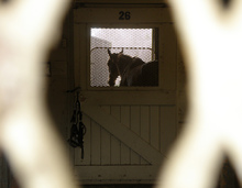 Quarantined horse isolated in stall.