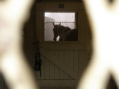 Sick horse isolated in stall.
