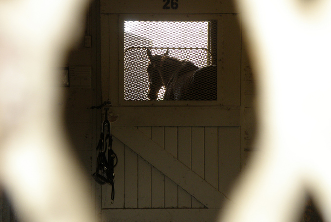 Horse in isolarion in his stall.
