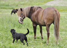 Horse telling dog to scram.