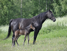 Foal and mare in pasture.