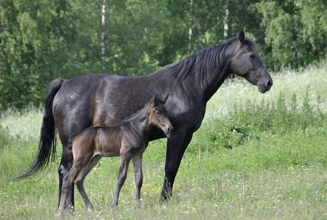 A summer day in the pasture for mare and foal.