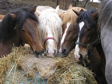 Horses eating a mix of feed for lunch.