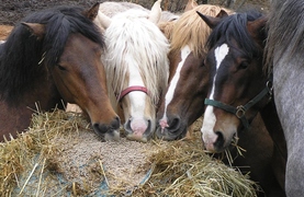 Feeding time for horses.
