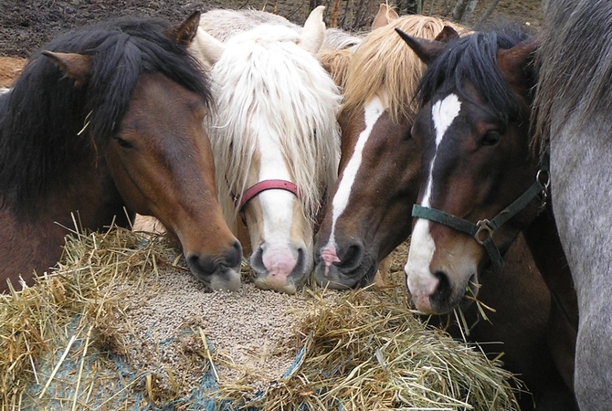 Horses eating a varied lunch of grains and forage.