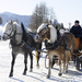 Horses pulling a sledge through the snow with a backdrop of skiiers.