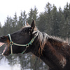 Older horse letting her needs be known.