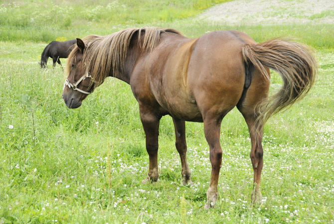Horses in a healthy pasture.