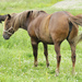 Horses in a healthy pasture.