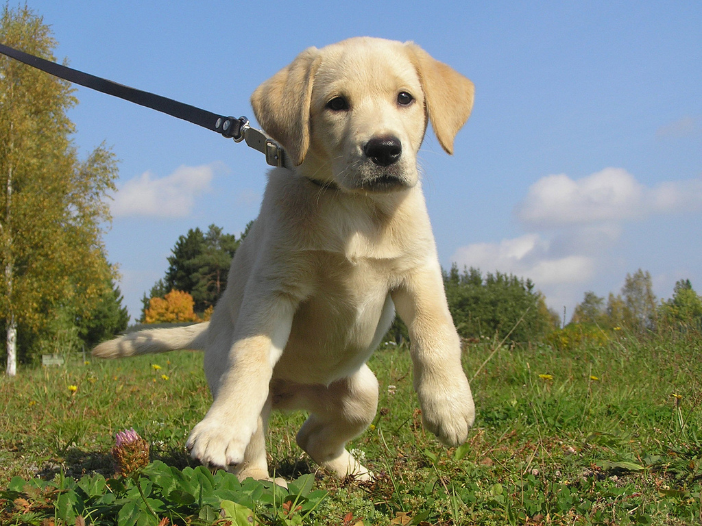 are horse hooves bad for dogs