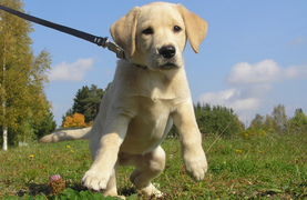 Yellow lab puppy eager for hoof trimming treat.