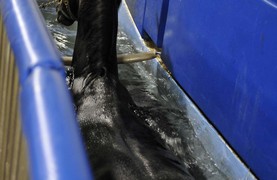 Swimming as rehabilitative therapy for horse.