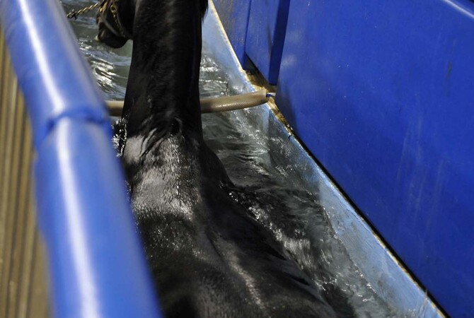 Horse receiving water therapy.