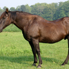 A stocky horse showing signs of being insulin resistant.