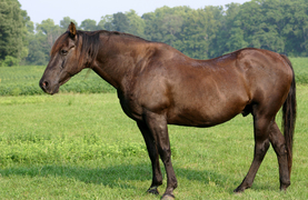 A stocky horse showing signs of being insulin resistant.