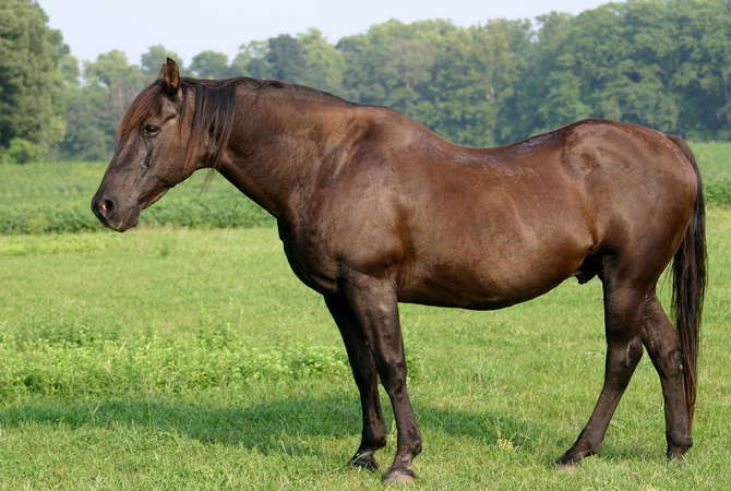A mature sorrell gelding in a pasture.