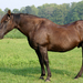A mature sorrell gelding in a pasture.