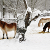 Horses in a winter pasture foraging for hay.