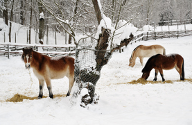 Is your horse losing weight during cold weather? Don't be fooled by thick winter haircoat.