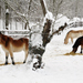 Is your horse losing weight during cold weather? Don't be fooled by thick winter haircoat.