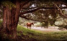 Horse surveying a swollen river.