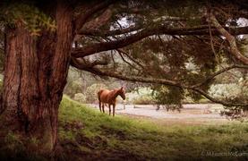 Horse caught on wrong side of river after cyclone Wilma