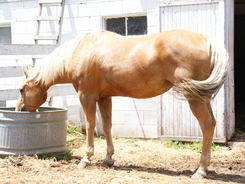 Sattisfying your horse's need for plenty of fresh, clean water.