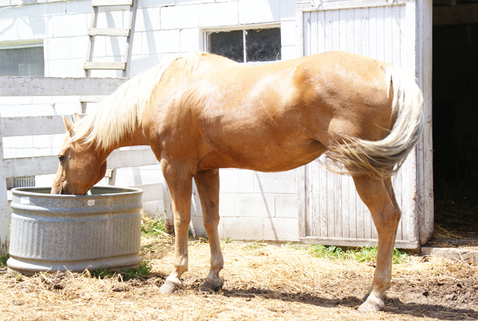 Sattisfying your horse's need for plenty of fresh, clean water.
