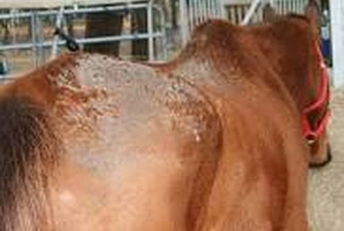Horse with rain scald patches on his skin.