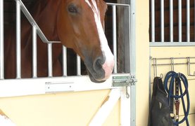 A horse looking out of a stall in a barn.
