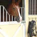 A horse looking out of a stall in a barn.