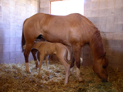 Mare and foal in their stall.