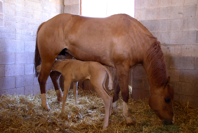 Mare and foal in their stall.