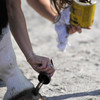 Owner applying treatment to horse's hoof.