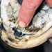 An abscess in a horse's hoof.
