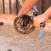 Owner picking and cleaning horse's hoof.