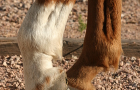Horse with one hoof raised off ground revealing lameness.