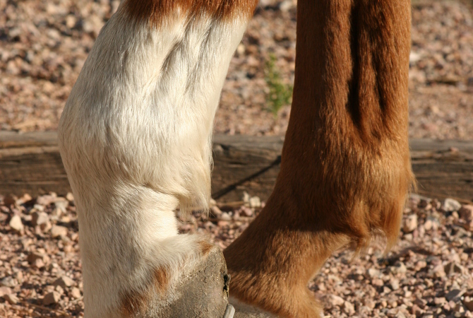 Horse with one hoof raised off ground revealing lameness.