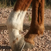 Horse with one hoof raised off ground revealing lameness.