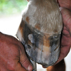 Farrier using a rasp to even up edges of horse hoof.