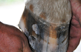 Farrier using a rasp to even up edges of horse hoof.