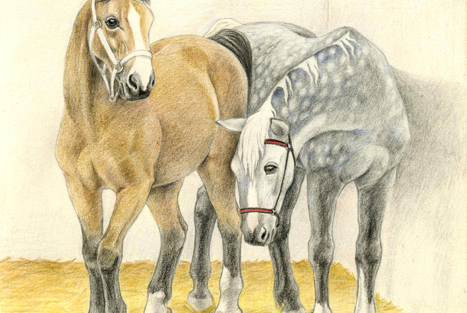 Drawing of a young horse with an older horse in a stall.