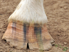 A cracked, delaminated hoof.