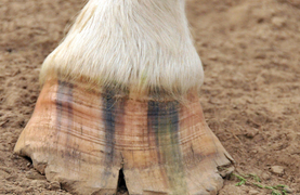 A cracked, delaminated hoof.