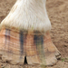 A cracked, delaminated hoof.