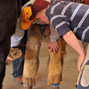 Evaluating a horse's hoof before treatment.
