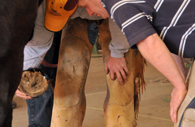 Evaluating a horse's hoof before treatment.