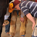Evaluating a horse's hoof before treatment.