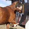 Veterinarian flexing horse's leg to determine cause of llameness.