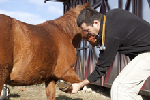 Veterinarian flexing horse's leg to determine lameness diagnosis.